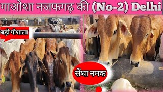 Gaushala in Delhi! गौशाला नजफगढ़ की! No-2 ! #gaushala आओ भाई सारे चारा दो!