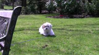 Renny, the Coton de Tulear, 16 weeks