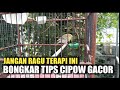 GARA-GARA SETTINGAN EXTRA FOODING INI | BANYAK YANG BERHASIL BIKIN CIPOW GACOR