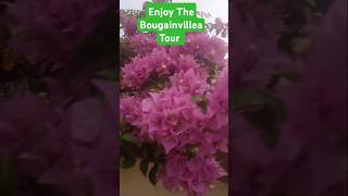 Enjoy The Bougainvillea Tour At Ghana Estate Management Company#landscape