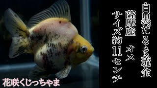 白黒だるま琉金（薩摩産）オス 約11センチ 花咲くじっちゃま