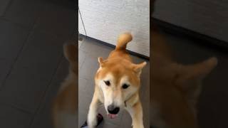 柴犬福 留守番限界だった後のお出迎え柴🤣ready to welcome🤣#shorts #funny #dogshorts #comedy #shibainu #柴犬 #시바견