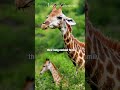 Baby Giraffes #animals #shorts #nature #cute #facts