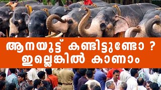 ആനയൂട്ട് കണ്ടിട്ടുണ്ടോ ? ഇല്ലെങ്കിൽ കാണാം | Aanayoottu Kollam