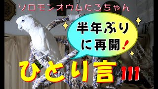 ソロモンオウムたろちゃん　カボチャを待ってる間のひとり言 111　Talking Cockatoo