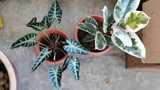 Alocasia polly and variegated rubber plant our new plant