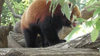 シセンレッサーパンダ (神戸市立 王子動物園) 2019年9月15日