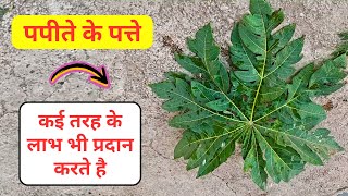 पपीते के पत्तों का जूस | पपीते के पत्तों का जूस होता है लाभकारी | papaya leaves in Hindi