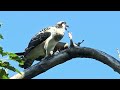 MOM OSPREY DELIVERS A FISH TO THE NEST. SMALLEST OSLET CLAIMS IT.