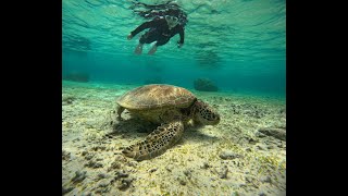 奄美大島でウミガメと泳ぐ～Swim with sea turtles on Amami Oshima～