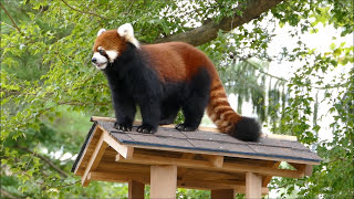 八木山レッサーリポート74 レッサーパンダ コナツ と ヤンヤン 屋根の上 Red Panda Konatsu and Yangyang 八木山動物公園