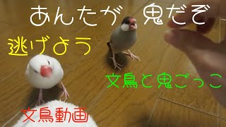 床暖リビングで鬼ごっこ 白文鳥ふーちゃん 桜文鳥ほーちゃん 文鳥動画