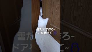 猫と雪の女王♯猫♯子猫 #disney #ディズニー #cat