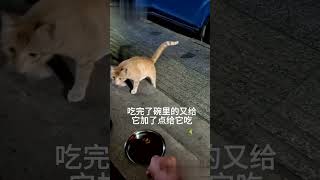 猫咪 一个视频告诉你，捕杀流浪猫的必要性