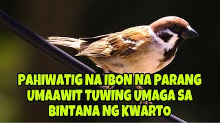 PAMAHIIN AT PANINIWALA SA IBON NA PARANG KUMAKANTA TUWING UMAGA SA BINTANA NG KWARTO