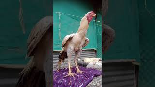 Pleeas #subscribe #bhimavaram #rooster #birds #January 12, 2025