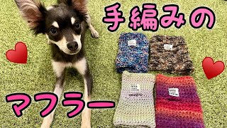 100円で犬用のマフラー作ってみた！チワワ×ミニピンのミックス犬の子犬チワピン