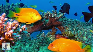 Beautiful Coral Reef Fish! 🐠 Relaxing Ocean Fish & Aquarium Relax Music • Sleep Music