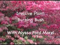 Invasive Plant: Burning Bush