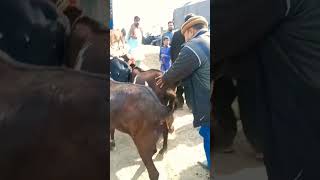 #Bakra Mandi #sahiwal# live soda #sahiwal #goat form update#