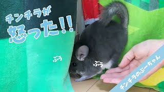 Chinchilla sounds | Chinchilla is angry!