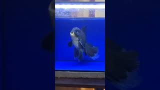 【返金保証】 動画 オランダ獅子頭 ローズテール (k1658) タイ産 ジャンボ個体 24cm オス 9ヵ月 #金魚 6月30日発送 (k1658)