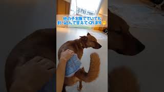 超絶人見知りだけど慣れたら甘えん坊　：　里親募集中のワンコ #Shorts #保護犬 #里親募集  #里親 #殺処分 #ワンコ #犬 #雑種 #譲渡 #動物愛護 #保護 #かわいい #ピースワンコ