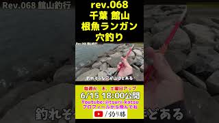 ＜予告編＞Rev.68 【千葉内房穴釣り】6月の館山で根魚は釣れるのか？ #shorts