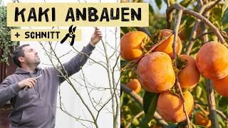 Kaki anbauen: Pflanzen, pflegen & richtiger Schnitt vom Profi - Kakibaum im eigenen Garten