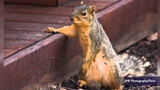 'Drunk' squirrel ransacks UK pub