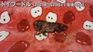 滋賀県｜トイプードル子犬｜2021.1.23生（生後1日目）⑤｜オレンジ・フォーン｜男の子｜ペットショップHUG