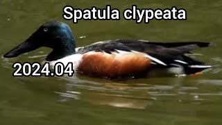 Northern shoveler (Anas clypeata) - Ducks (Waterfowl, Water birds) / Junsaiike Ryokuchi Park