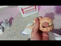 sunglow boa unboxing