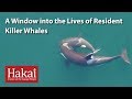 A Window into the Lives of Resident Killer Whales