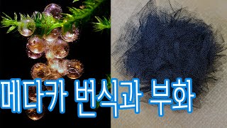 메다카 번식에 좋은 일본 산란상 SNR 에서