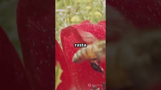 Amazing facts of bees | animal | facts | hindi facts | facts in hindi | facts shorts | #shorts