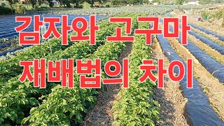 감자는 덩이줄기 식물이고 고구마는 덩이뿌리식물입니다.