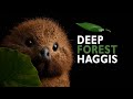 Scotland's Elusive Deep Forest Haggis Animals