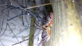 Daddy long legs mating process, start to finish, run DUDE that woman gonna kill ya!