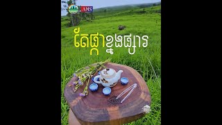 តែផ្កាខ្នងផ្សារ ស្ថិតក្នុងឧទ្យានជាតិជួរភ្នំក្រវាញ! 🍀🌳💚