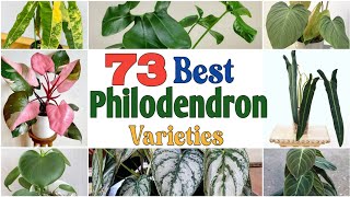 73 Best Philodendron Varieties