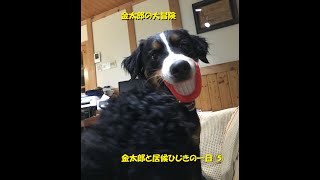 金太郎と居候ひじきの一日 ⑤ バーニーズマウンテンドッグ アメリカンコッカースパニエル Bernese Mountain Dog American Cocker Spaniel