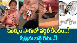 Pearl Seeding Operation in Telugu | ముత్యం సాగులో సర్జరీ కీలకం..! షేపును బట్టే రేటు..!! Tone Agri