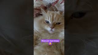 ЭТО САМЫЙ РЕЛАКС КОТ НА СВЕТЕ🤗🤗🤗❤️❤️❤️#tiktok #cat #смешныеживотные #котенок