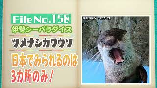 お尻ふりふり　ツメナシカワウソのトイレダンス　伊勢シーパラダイス【どうぶつZOO鑑】2023年6月9日放送