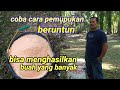 tips urutan pemupukan sawit, agar berbuah banyak