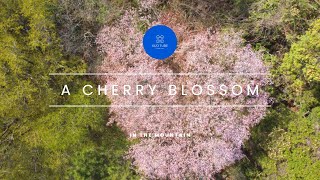 【a cherry blossom】aerial drone dji mini2 sakura Japan【一本桜】さくら ドローン 空撮