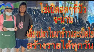 ส่งเป็ดไข่สาวที่บ้านวังม่วงตำบลเจดีชัยอำเภอบัวน่าน0872282121