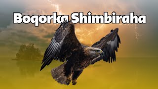 Gorgorka - Shimbirka ugu awoodda badan shimbiraha | Boqorka shimbiraha