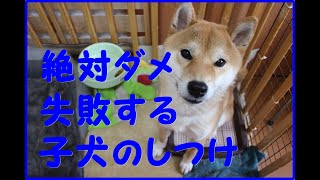 【初心者必見】子犬のしつけに失敗する！絶対やってはいけないこと３つ！